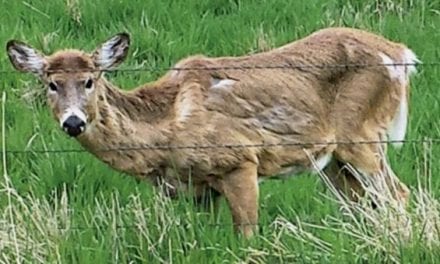 Proposal in Wisconsin Could Pay Hunters to Harvest CWD-Infected Deer