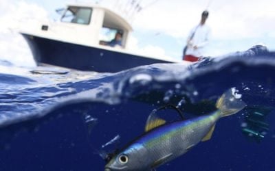 Spanish Sardine Swimbait