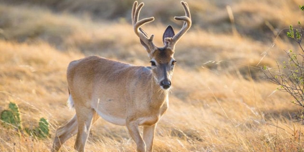 The 5 Worst States for Deer Hunting