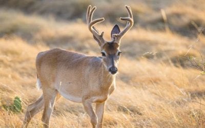 The 5 Worst States for Deer Hunting