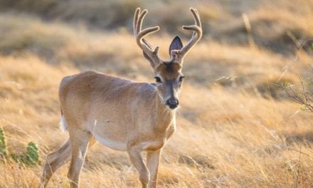 The 5 Worst States for Deer Hunting