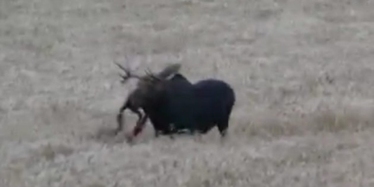 The Cleanest Archery Moose Kill You’ll Ever See