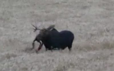 The Cleanest Archery Moose Kill You’ll Ever See