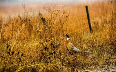 The Pheasant’s Schedule And How To Hunt It