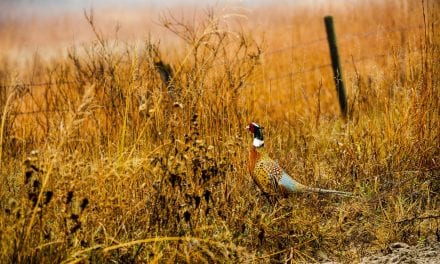 The Pheasant’s Schedule And How To Hunt It