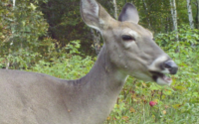 Tips for Hunting the Smartest Deer in the Woods