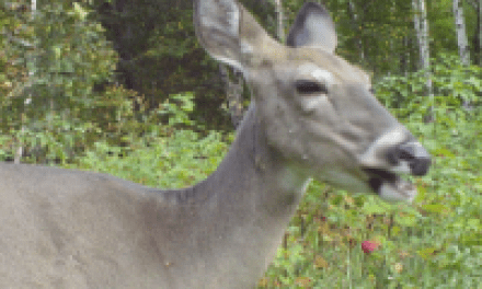 Tips for Hunting the Smartest Deer in the Woods