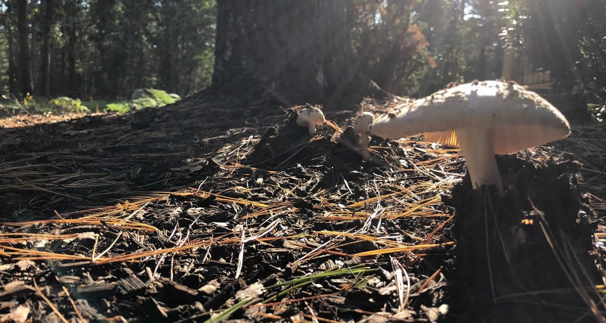 Under Our Feet, Mushrooms Offer New Tastes For Ocean State Foragers