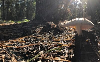 Under Our Feet, Mushrooms Offer New Tastes For Ocean State Foragers