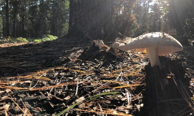 Under Our Feet, Mushrooms Offer New Tastes For Ocean State Foragers