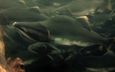 Too Many Pink Salmon?