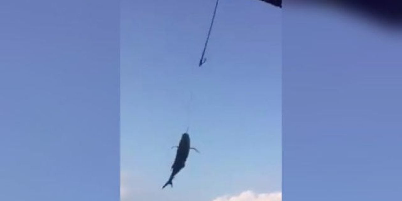 Video: Ever See Sportfishing Done With a Crane?