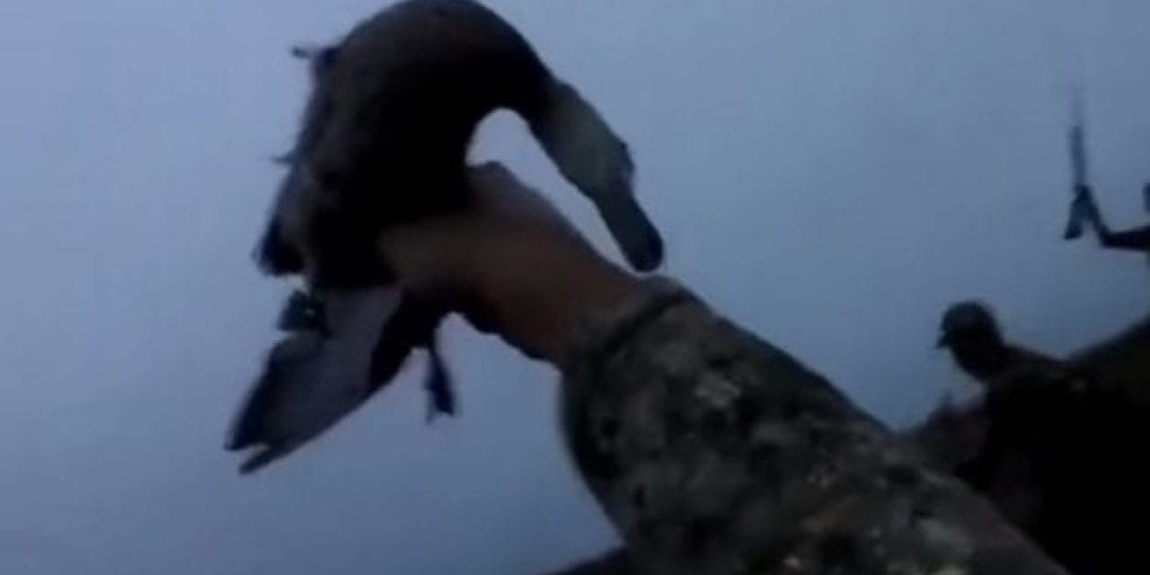 Video: Hunter Shoots Duck, Catches It as It Falls