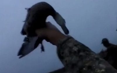 Video: Hunter Shoots Duck, Catches It as It Falls