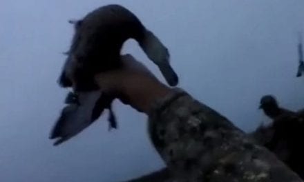 Video: Hunter Shoots Duck, Catches It as It Falls