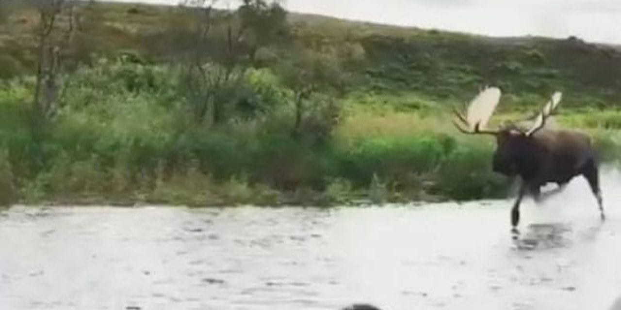 Video: Yes, a Bull Moose is Just as Fast as a Motor Boat