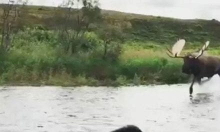 Video: Yes, a Bull Moose is Just as Fast as a Motor Boat