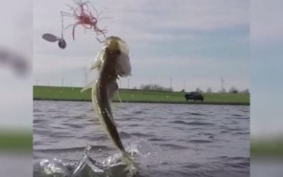 Video: You Need These Slo-Motion Bass Jumps in Your Life