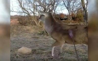 Watch This Buck’s Reaction After Getting Drilled with an Arrow