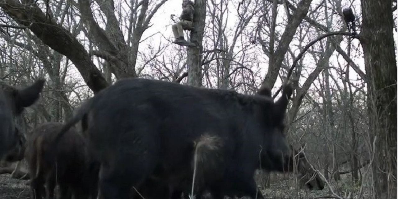 Watch This Texas Hunter’s Shot From the Hog’s Perspective