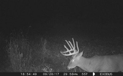 Where to Place Trail Cameras During the Early Season