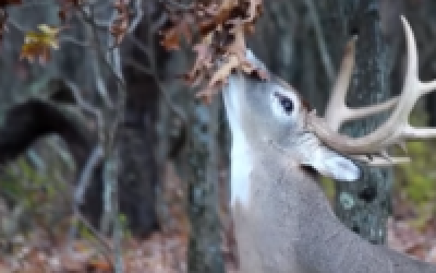 Whitetail Rut: Should You Pee in Buck Scrapes?