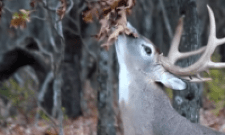 Whitetail Rut: Should You Pee in Buck Scrapes?