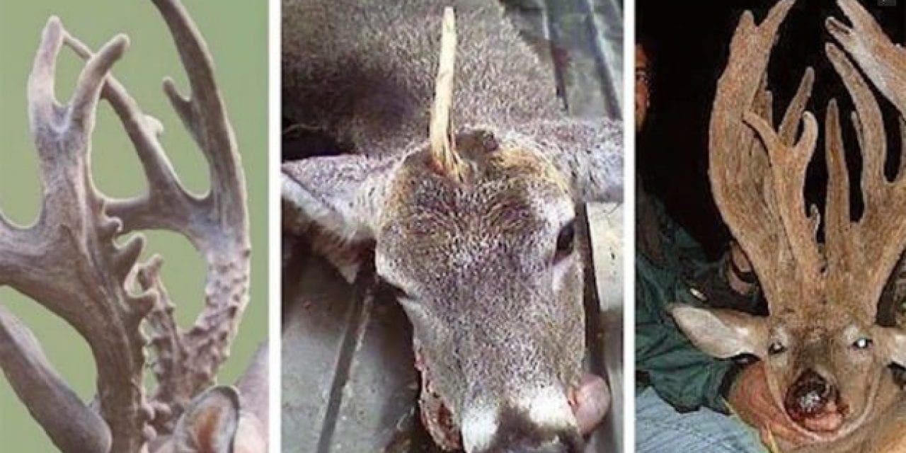 10 Bizarre Deer Racks Unlike Anything You’ve Ever Seen