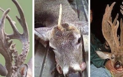 10 Bizarre Deer Racks Unlike Anything You’ve Ever Seen