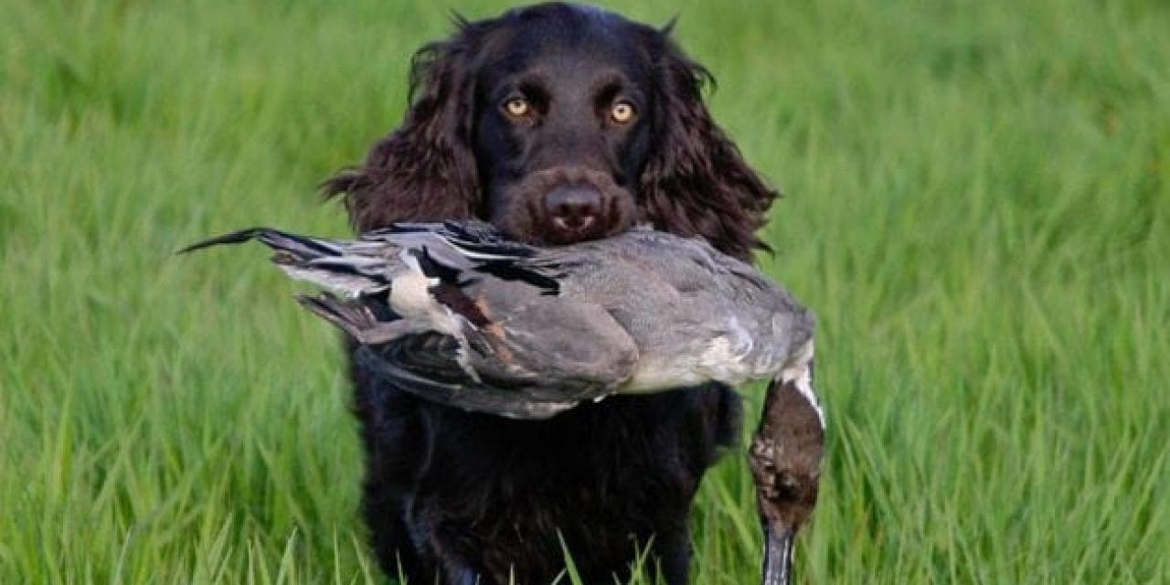 6 Best Duck Hunting Dog Breeds