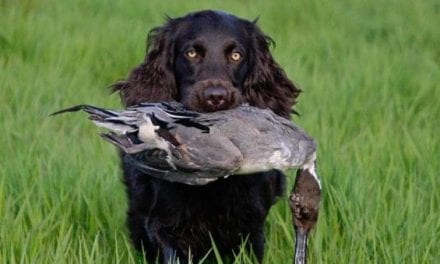 6 Best Duck Hunting Dog Breeds