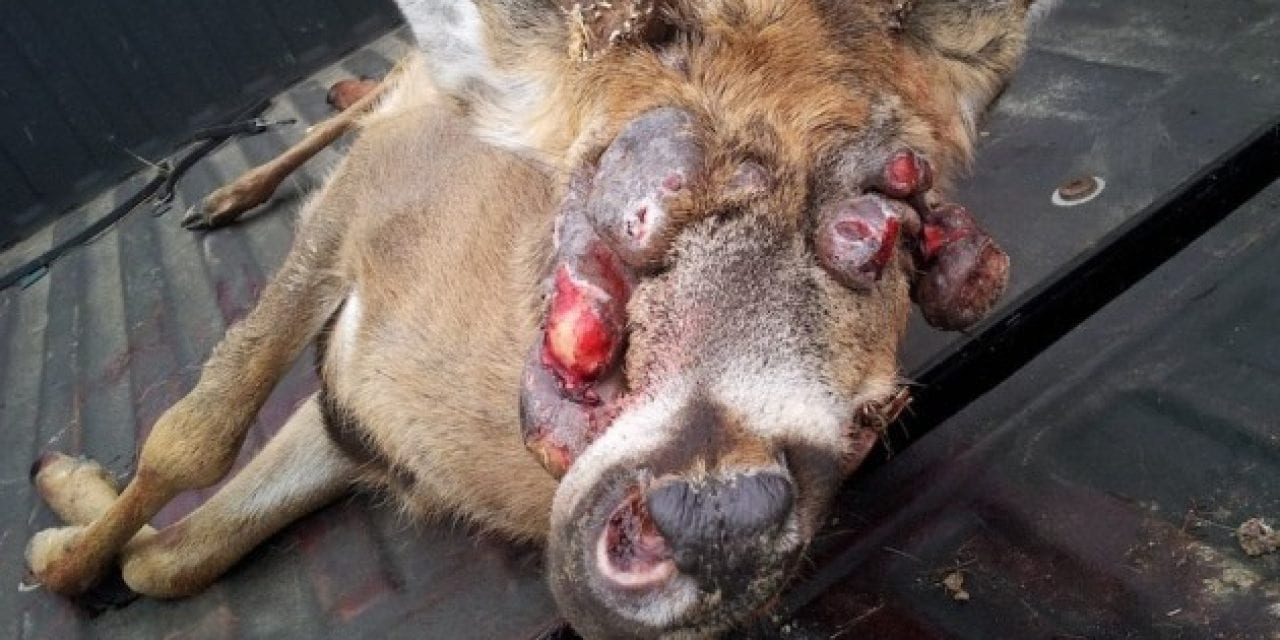 8 Horrible, Nasty Deer You Wouldn’t Even Serve Your Enemies for Dinner