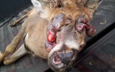 8 Horrible, Nasty Deer You Wouldn’t Even Serve Your Enemies for Dinner