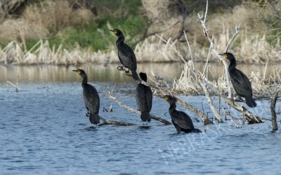 A Couple of Updates, Nov. 2, 2018