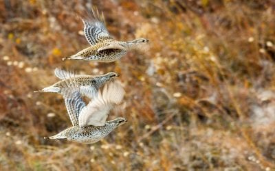 An Upland Slam … In Two Days