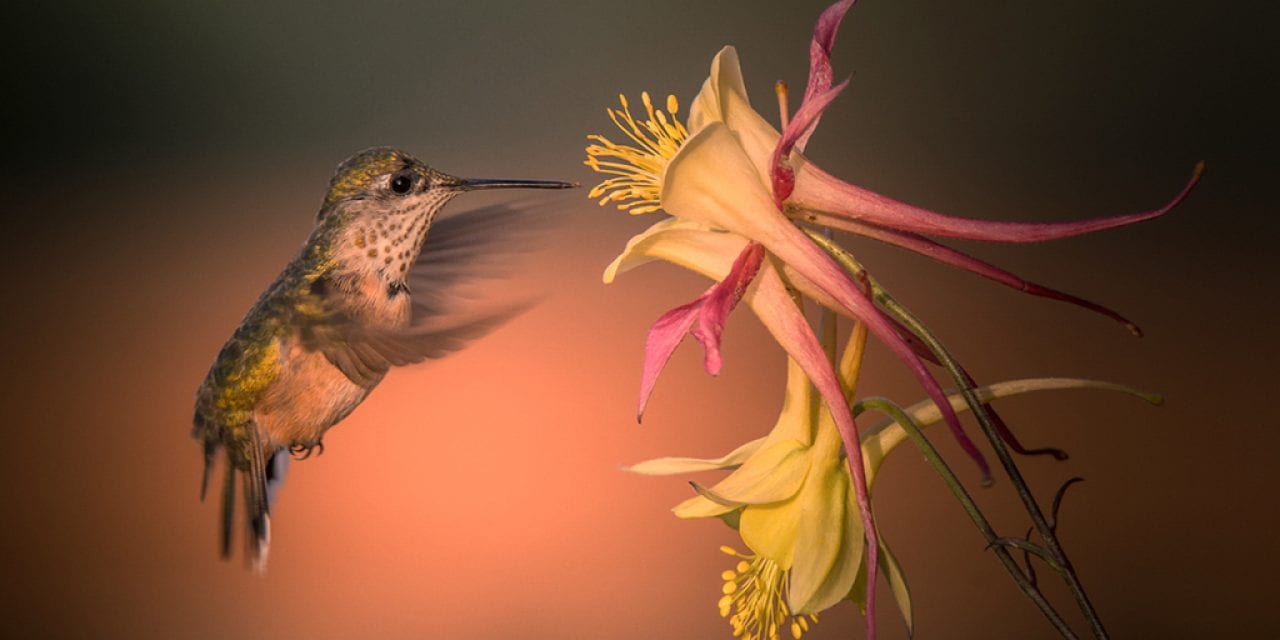 Birds In Flight Assignment Winner Tim Nicol