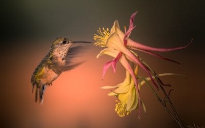 Birds In Flight Assignment Winner Tim Nicol