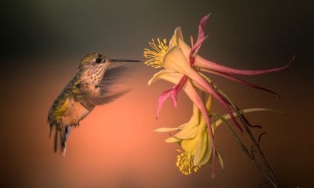 Birds In Flight Assignment Winner Tim Nicol