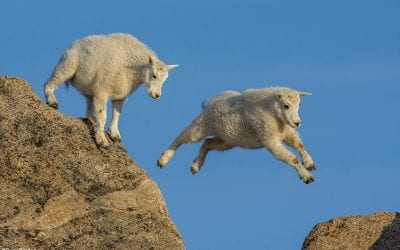 Cameras Take The Picture, Photographers Make The Picture