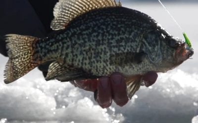 Clam Pinhead Jigging Mino