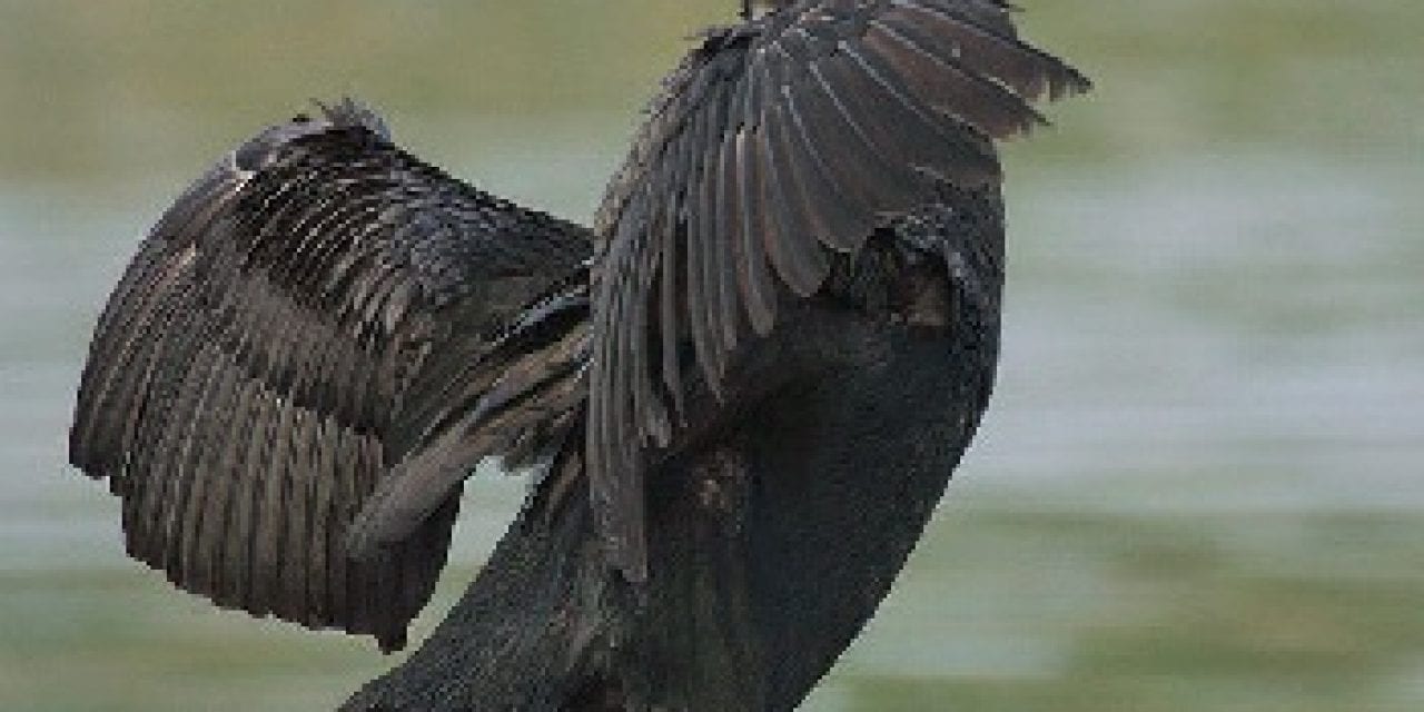 Cormorants Delay Trout Stocking at Nebraska’s Crystal Springs Park