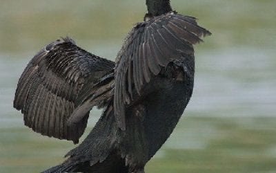 Cormorants Delay Trout Stocking at Nebraska’s Crystal Springs Park