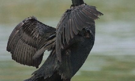 Cormorants Delay Trout Stocking at Nebraska’s Crystal Springs Park