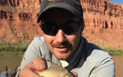 Endangered Razorback Sucker Numbers on the Upswing