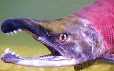 Everything You Need to Know About the Iconic Kokanee Salmon