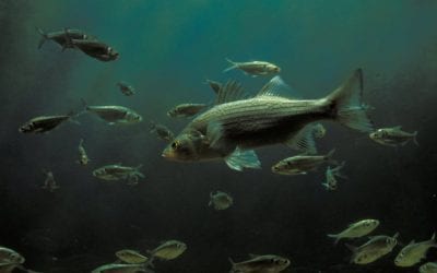 Fisheries Science 101