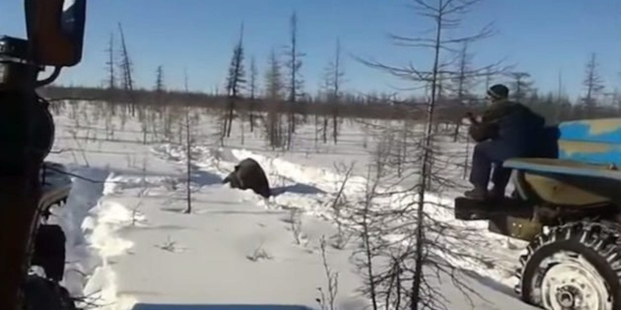 GRAPHIC: Russian Truckers Heinously Flatten a Brown Bear, Uproar Ensues 