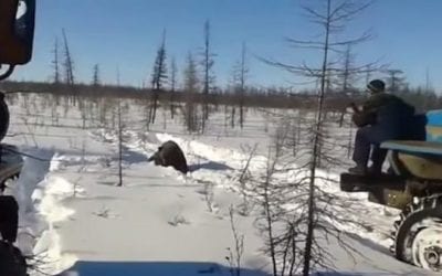 GRAPHIC: Russian Truckers Heinously Flatten a Brown Bear, Uproar Ensues 