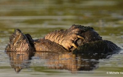 Hands On With Nikon Z