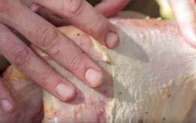 How to Clean a Wild Turkey